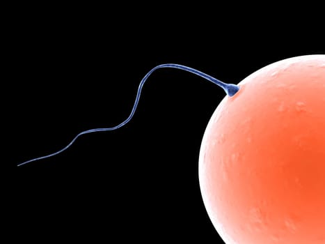 3d rendered anatomy close up of a human egg a nd sperms