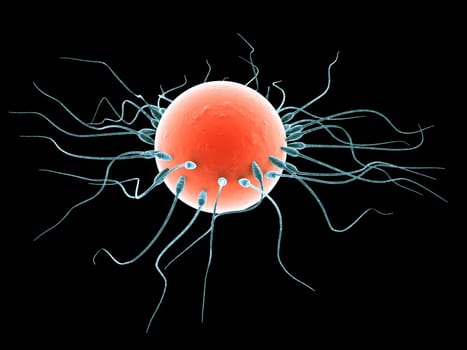 3d rendered close up of a human egg and sperms