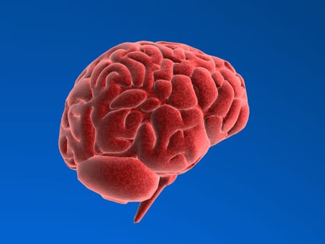 3d rendered anatomy illustration of a human brain
