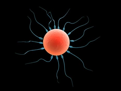 3d rendered close up of a human egg and sperms
