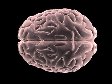 3d rendered anatomy illustration of human brain from the top