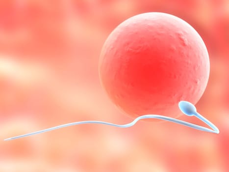 3d rendered anatomy close up of a human egg with sperm