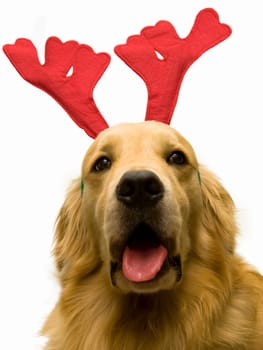 close up photo of cute dog wearing christmas costume on white background