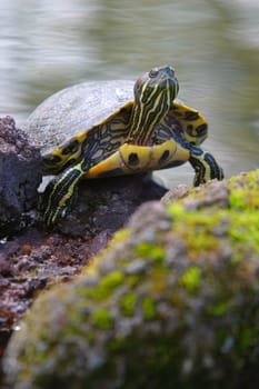 A terrapin climbs out of the water and looks skywards