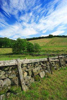 Grazing livestock on a grass meadow of Scotland.  Old stone fence separates the properties.