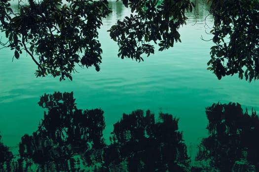 silhouette photo swamp trees and its reflection on the water