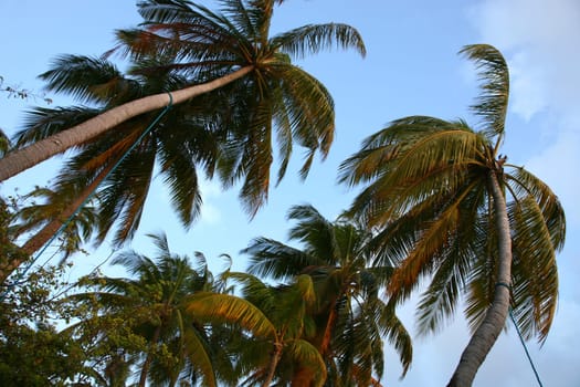 Sunshine on the top of coconut palm trees in the Maldives