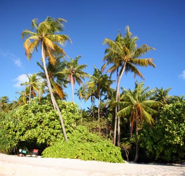 Island of Embudu in the Maldives