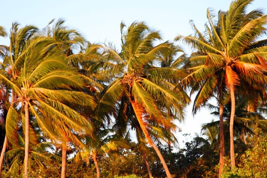 Sunshine on the top of coconut palm trees in the Maldives