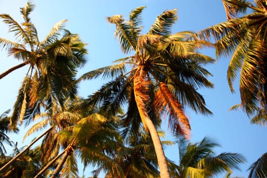 Sunshine on the top of coconut palm trees in the Maldives