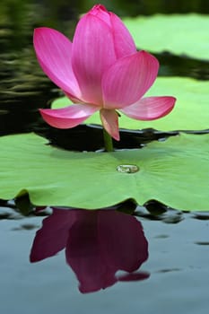 A water lily reflection taken at the New York Botanical Garden. Summer 2007.