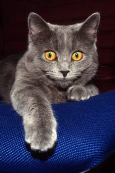this cat lives in my home