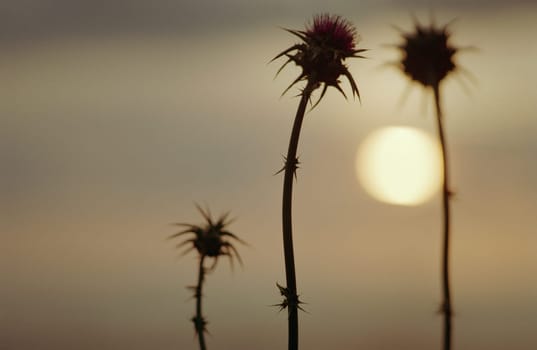This is a Sunset. I shot flowers as silhouettes.