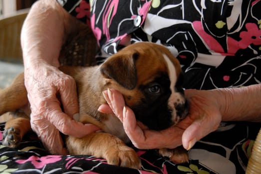 Puppies
