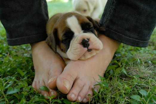 Puppies