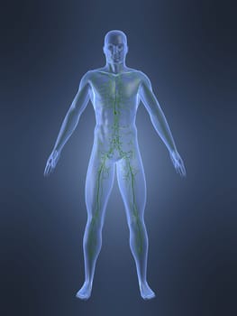 3d rendered anatomy illustrationof a human shape with the lymphatic system