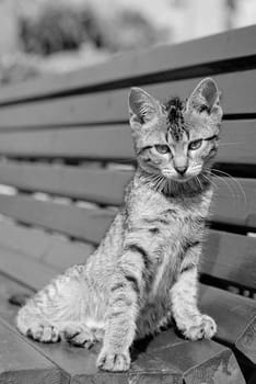 This is a street cat.