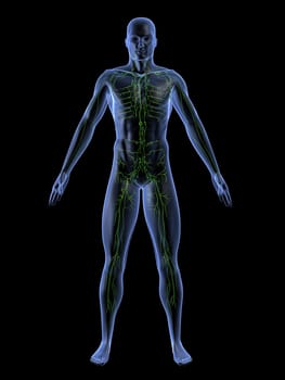 3d rendered anatomy illustrationof a human shape with the lymphatic system