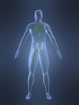 3d rendered anatomy illustrationof a human shape with the lymphatic system
