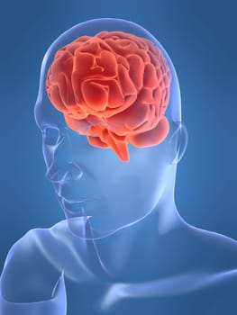3d rendered anatomy illustration of a human head