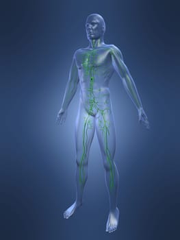 3d rendered anatomy illustrationof a human shape with the lymphatic system