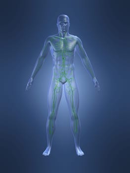 3d rendered anatomy illustrationof a human shape with the lymphatic system