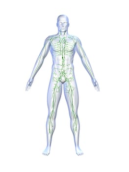 3d rendered anatomy illustrationof a human shape with the lymphatic system