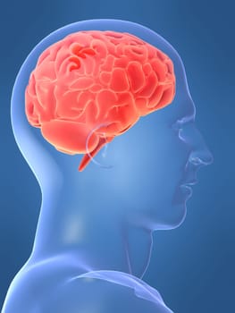 3d rendered anatomy illustration of a human head