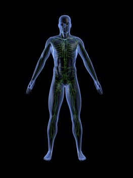 3d rendered anatomy illustrationof a human shape with the lymphatic system