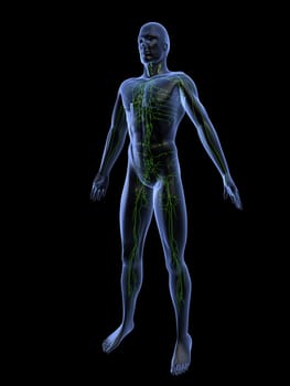 3d rendered anatomy illustrationof a human shape with the lymphatic system