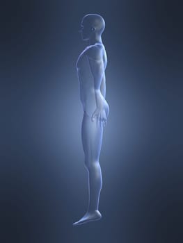 3d rendered anatomy illustration of a human body