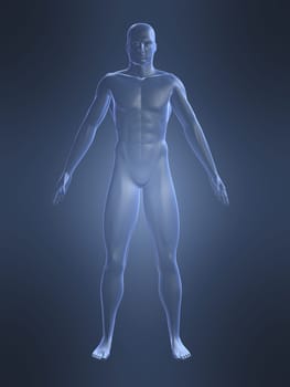 3d rendered anatomy illustration of a human body