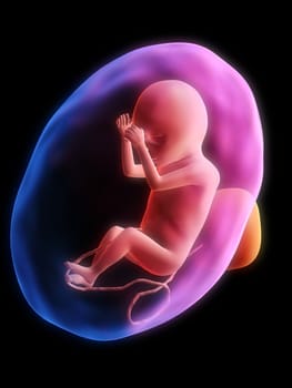 3d rendered illustration of a human fetus