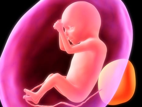 3d rendered illustration of a human fetus