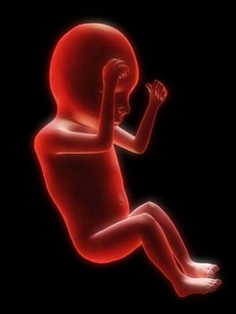 3d rendered illustration of a human fetus