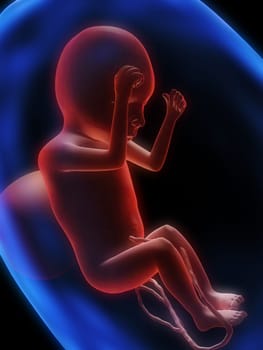 3d rendered illustration of a human fetus