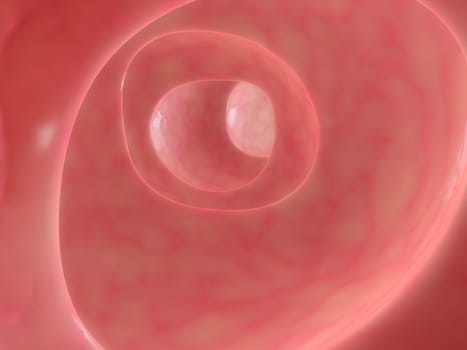3d rendered anatomy illustration of a healthy colon