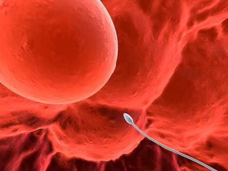 3d rendered close up of a human egg with one sperm