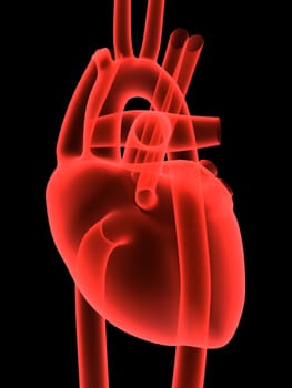 3d rendered anatomy illustration of a human heart