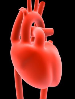 3d rendered anatomy illustration of a human heart