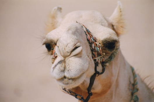 Photo of a camel in the desert