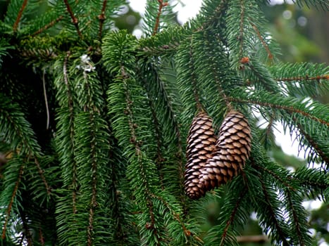 Pair of pine cones still on their tree with natural and blurred backgrounds.
