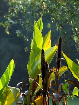 Photograph of plants standing up in the sunlight.