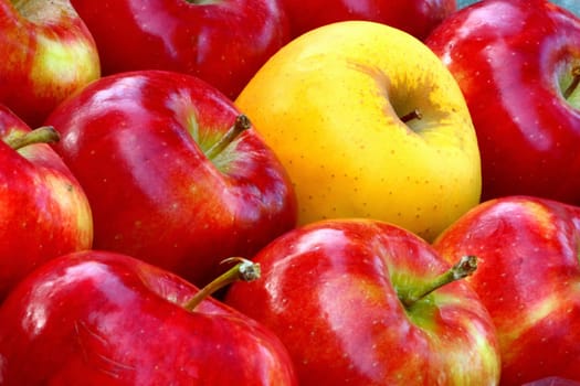 yellow and red apples