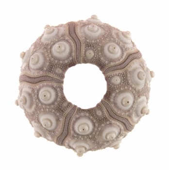 sea urchin skeleton isolated on white