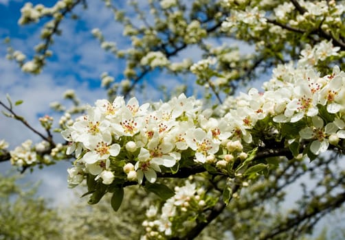 flowering apple tree