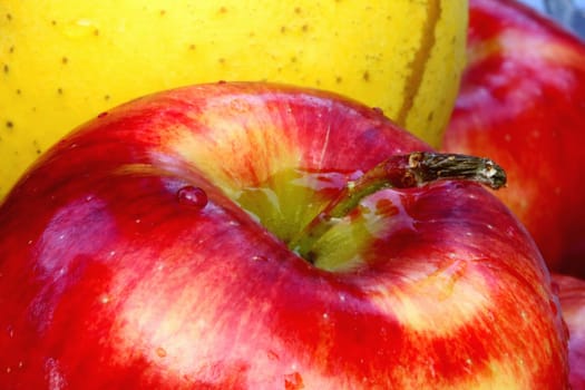 close up of red and yellow plle