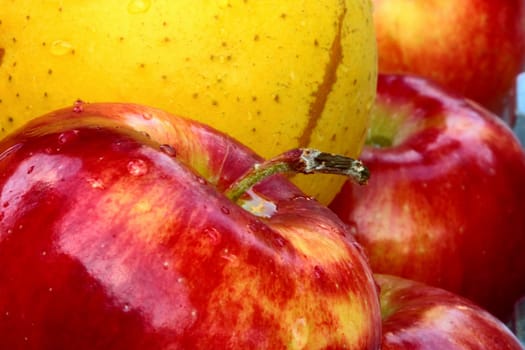 close up of red and yellow plle