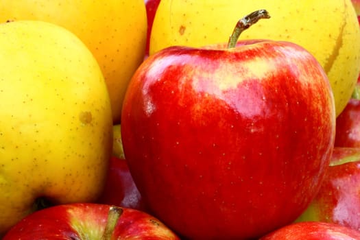 close up of red and yellow plle