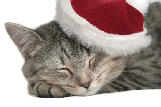 The grey cat sleeps in a New Year's cap